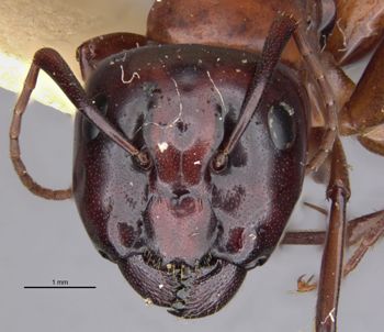 Media type: image;   Entomology 21536 Aspect: head frontal view